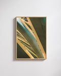 Cactus' Lines no. 1 - Fine Art Posters