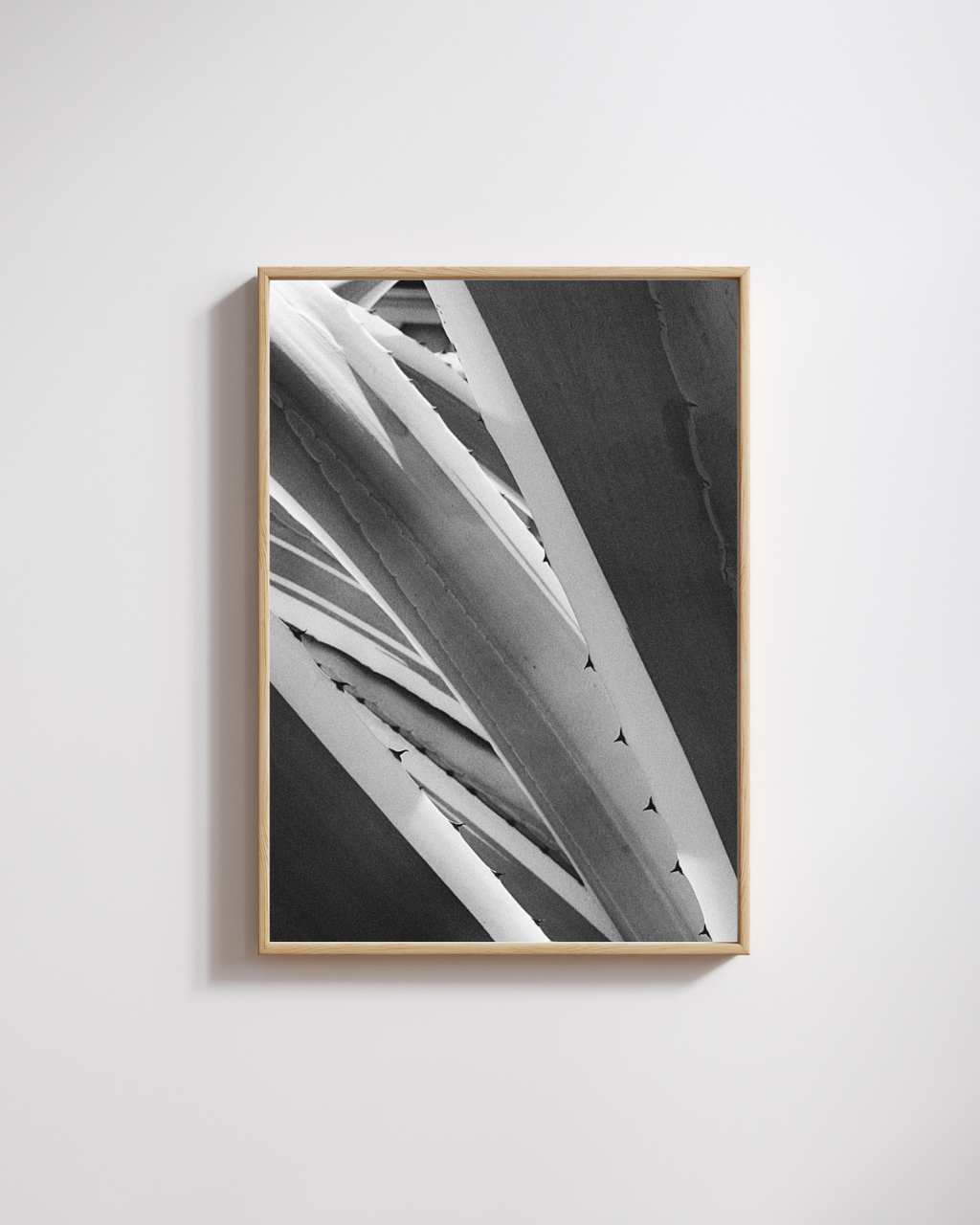 Cactus' Lines no. 1 - Fine Art Posters