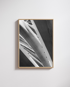 Cactus' Lines no. 1 - Fine Art Posters