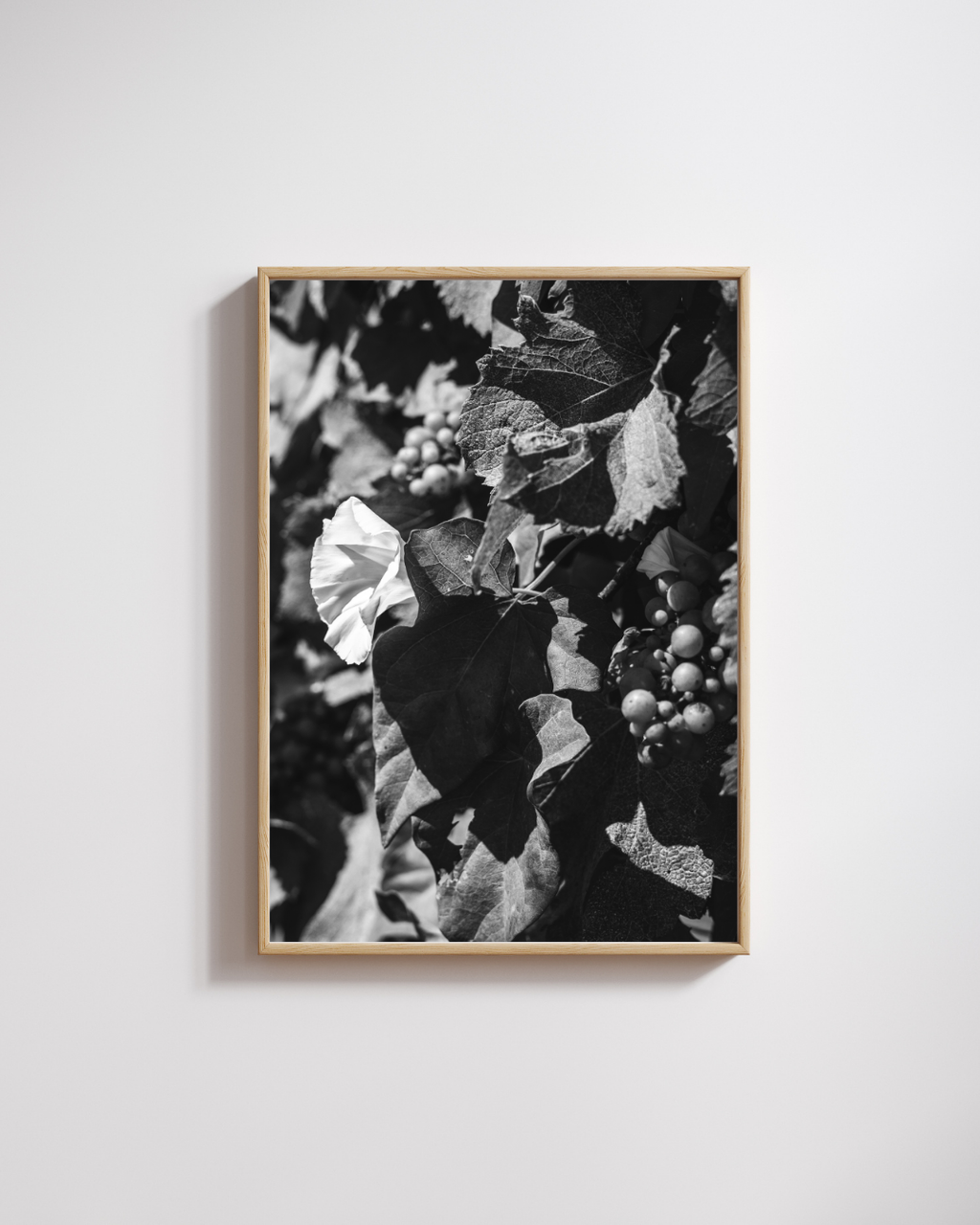 Champagne Harvest - Fine Art Poster