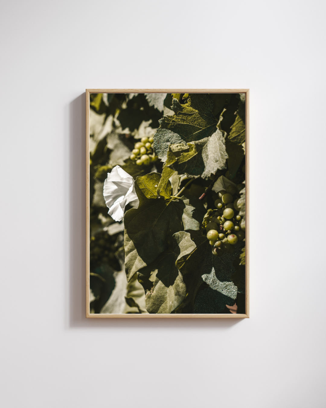 Champagne Harvest - Fine Art Poster
