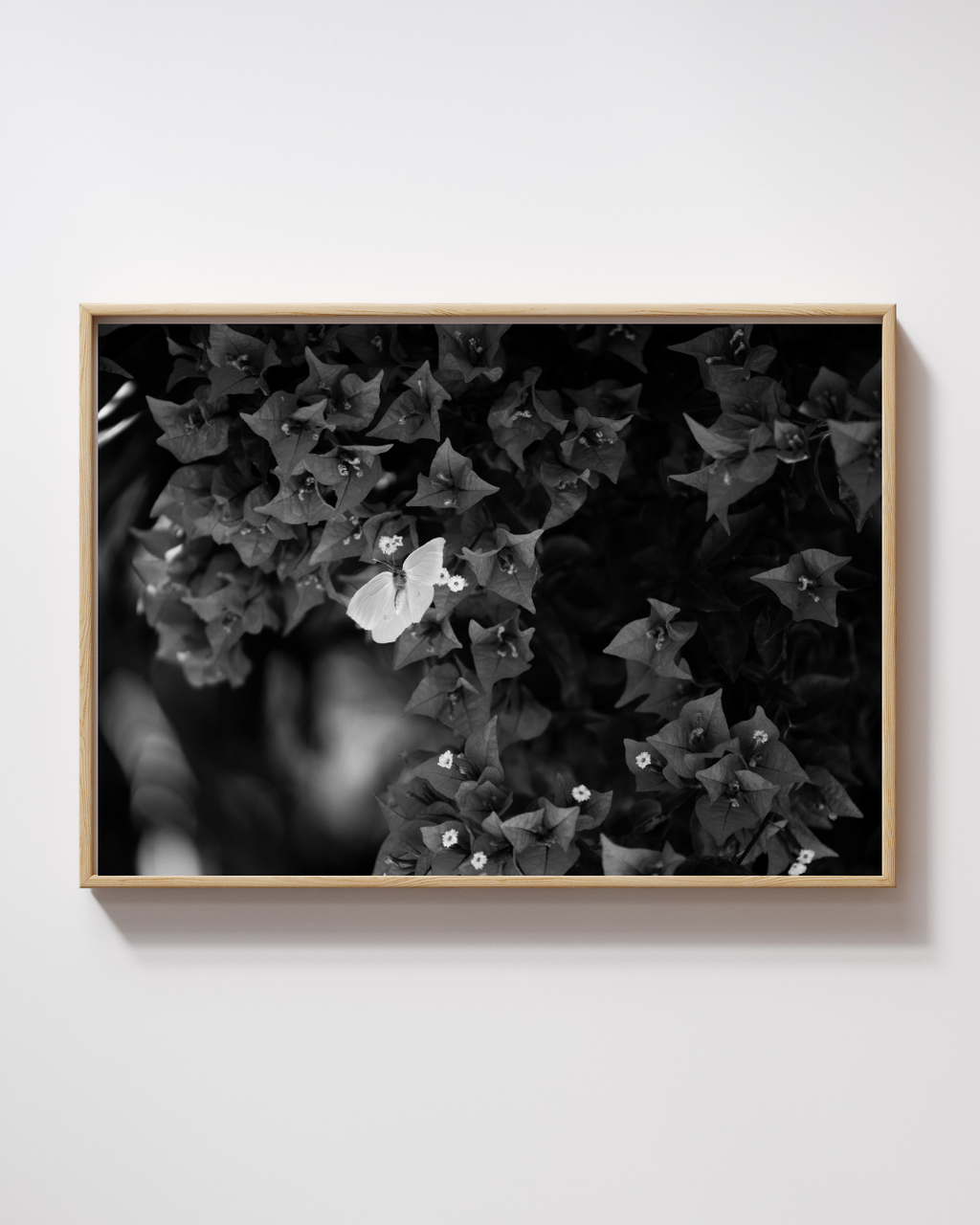 Bold Butterfly - Fine Art Poster