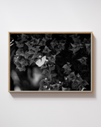 Bold Butterfly - Fine Art Poster
