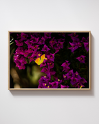 Bold Butterfly - Fine Art Poster