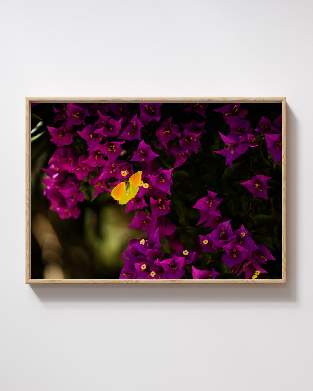 Bold Butterfly - Fine Art Poster