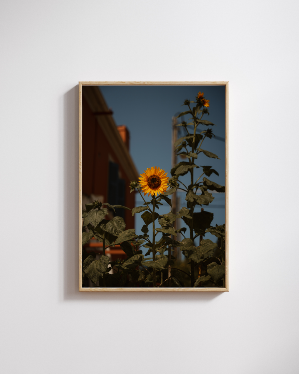 Sunflower No. 1 - Fine Art Poster