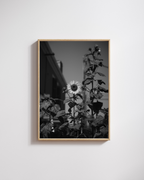 Sunflower No. 1 - Fine Art Poster