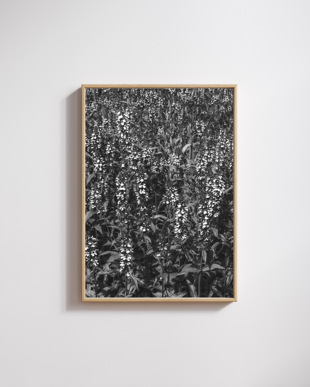 Mauve Blur - Fine Art Poster