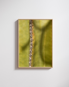 Cactus Lines No.2 - Fine Art Poster